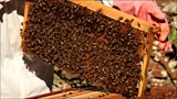 Newton Abbot Beekeepers