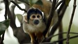 Squirrel Monkey