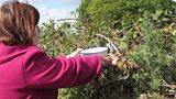 Foraging - Food for Free