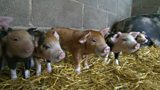 Ribble Valley food model for UK farming?