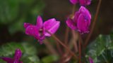 Cyclamen