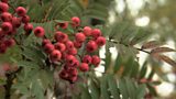 Rowans for smaller gardens