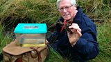 White-clawed crayfish