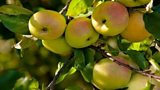 Apple Day at Peatlands Park