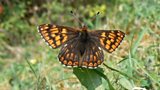 Duke of Burgundy