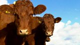 Bovine TB fears