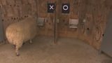Are sheep intelligent?