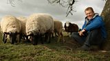 Gathering in the sheep