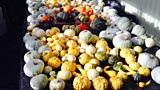Pretty Pumpkins!