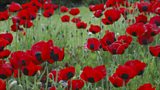 We will remember them