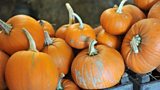Pumpkin on ÃÛÑ¿´«Ã½ Food