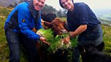 Irish fodder