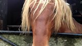Suffolk Punch horses