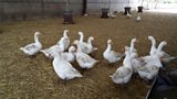 A Shropshire Christmas - the Goose