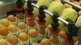 Egg Fraud