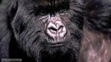 Mountain gorillas
