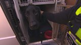 Illegal cigarettes raid