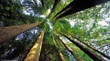 Evergreen coniferous tree
