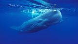 More about whales
