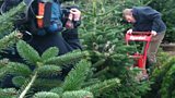 Tom’s Christmas harvest