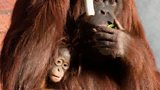 Monkeys at Paignton Zoo are on a health kick but that means no bananas