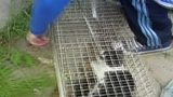 Animal Cruelty