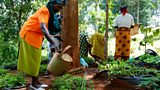Women at the Tree Nursery