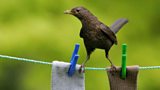 RSPB Big Garden Birdwatch