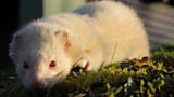 Gareth the grumpy ferret gets a new home on F wing!