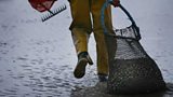 Morecambe Bay's survivor