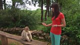 La Fôret des Singes