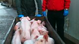 Pigswill