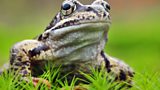 World Wetlands Day 2014