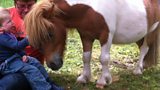 Mane Chance