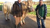 Record breaking bull