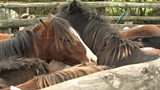 Horse exports