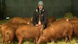 Pigs and Wiltshire