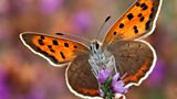 Butterflies are doing well