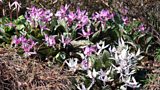 Plant of the Week
