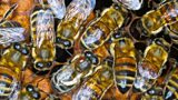 1115 Bees