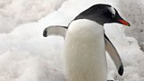 Gentoo penguins
