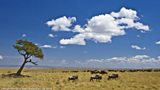 ÃÛÑ¿´«Ã½ Nature: African wildlife