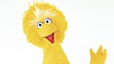 Big Bird (Avis giganteus)