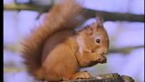 Red Squirrels