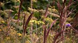Ornamental grasses