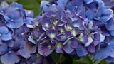 Hydrangeas