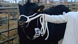 Aberdeen Angus