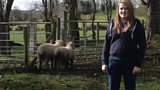 Dorest Sheep in Dernaflaw