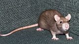 Rats!