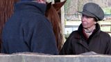 Rearing horses for meat